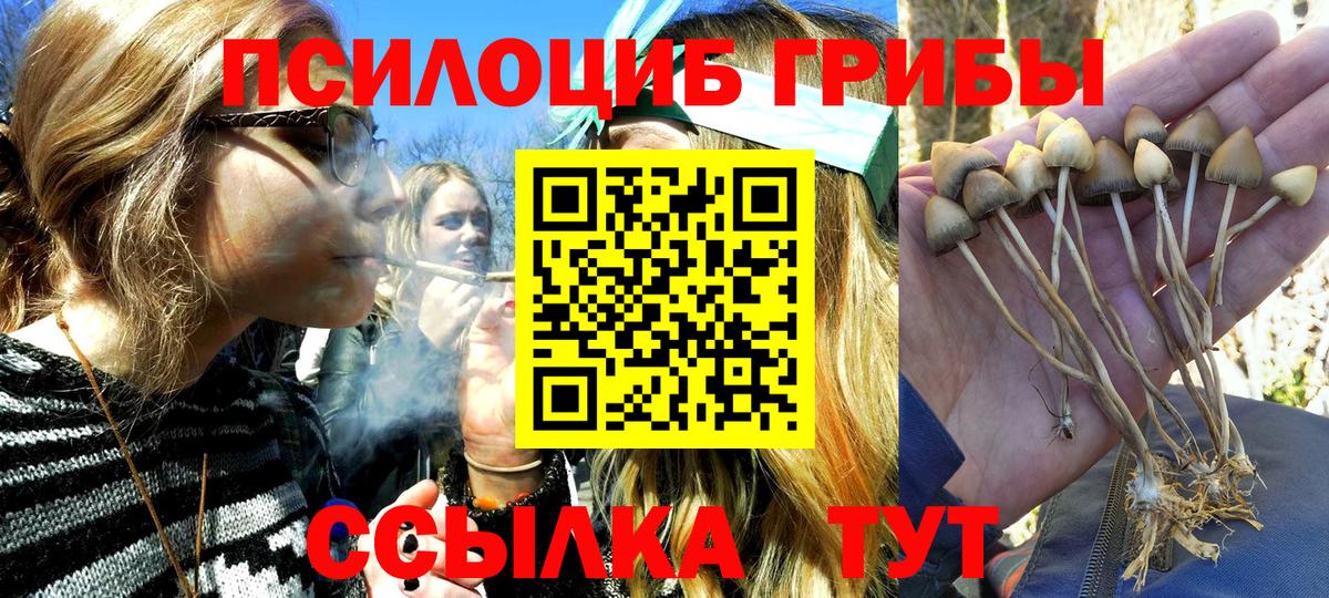 Псилоцибиновые грибы Psilocybine cubensis Магадан